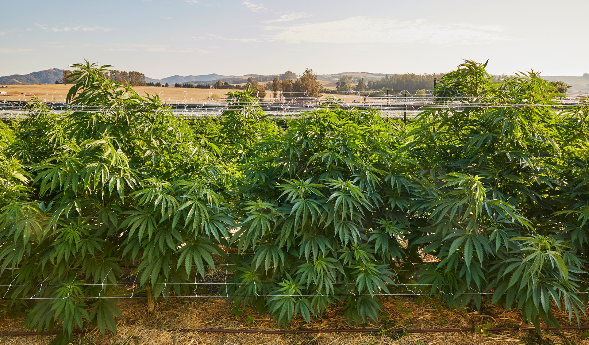 cannabis plants under the sun at sonoma hills farm